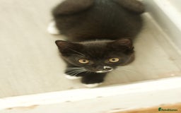 British Longhair cats for sale: Ready To Go This Weekend! 3 Sweet Little Kittens - Image 5