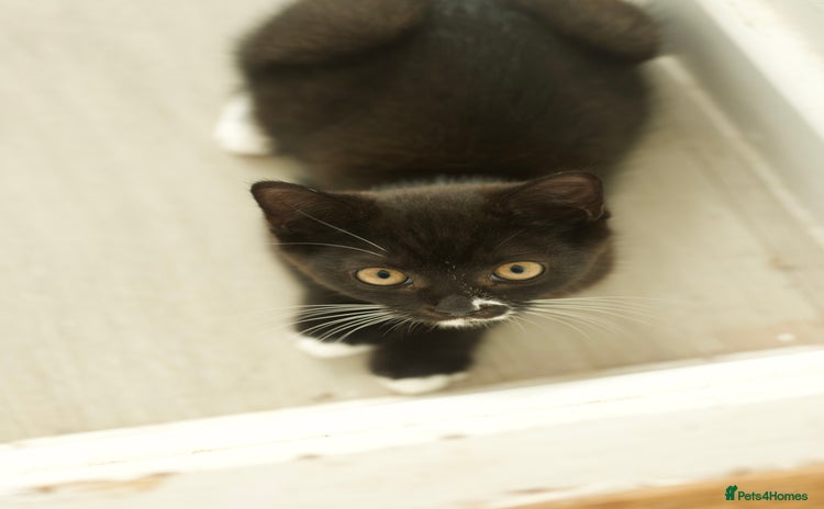 British Longhair cats - Advert 5