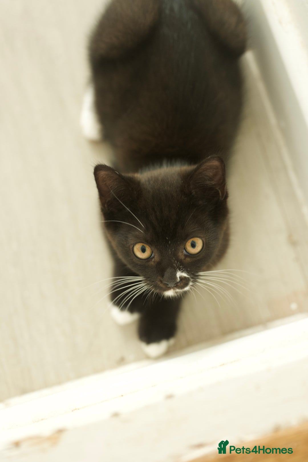 British Longhair cats for sale: Ready To Go This Weekend! 3 Sweet Little Kittens - Image 5