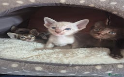 Oriental cats for sale: 2 Oriental boys left ( sold ) - Image 19