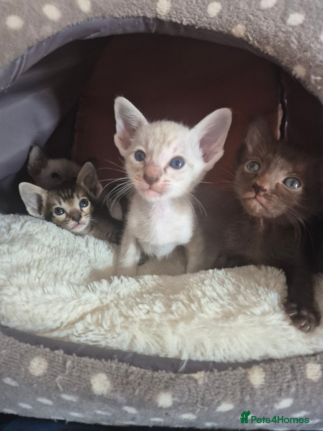 Oriental cats for sale: 2 Oriental boys left ( sold ) - Image 19