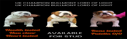 English Bulldog dogs for stud: Available for stud uk champion  in Bradford - Advert 3