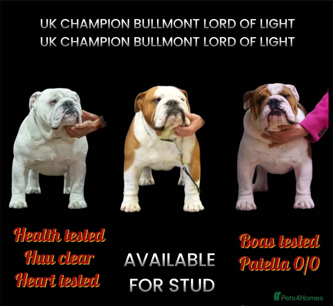 English Bulldog dogs for stud: Available for stud uk champion  in Bradford - Advert 3