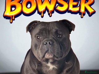 Staffordshire Bull Terrier dogs - Advert 24