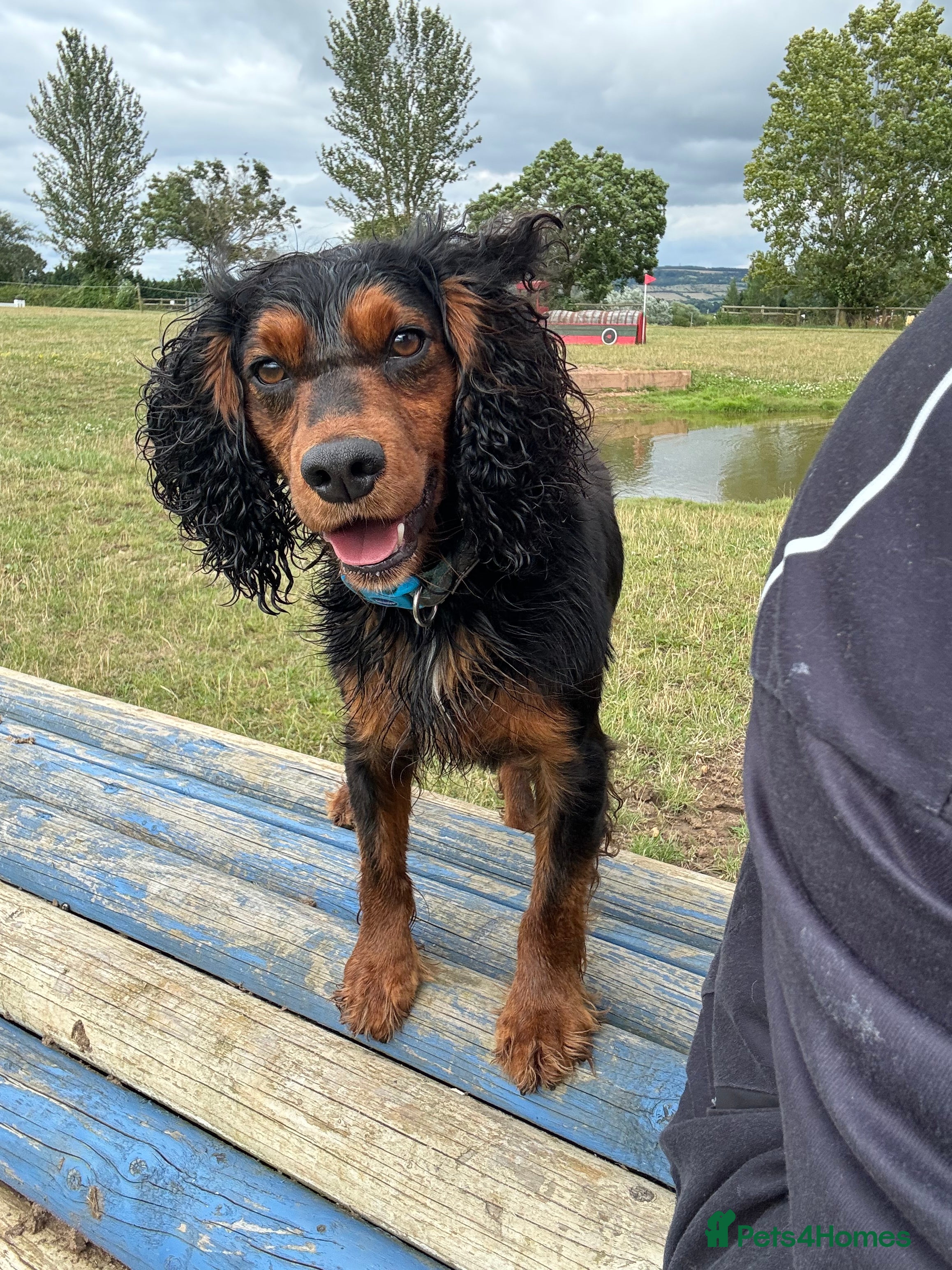Cocker Spaniel dogs KC REGISTERED WORKING COCKER SPANIEL STUD - Advert 1