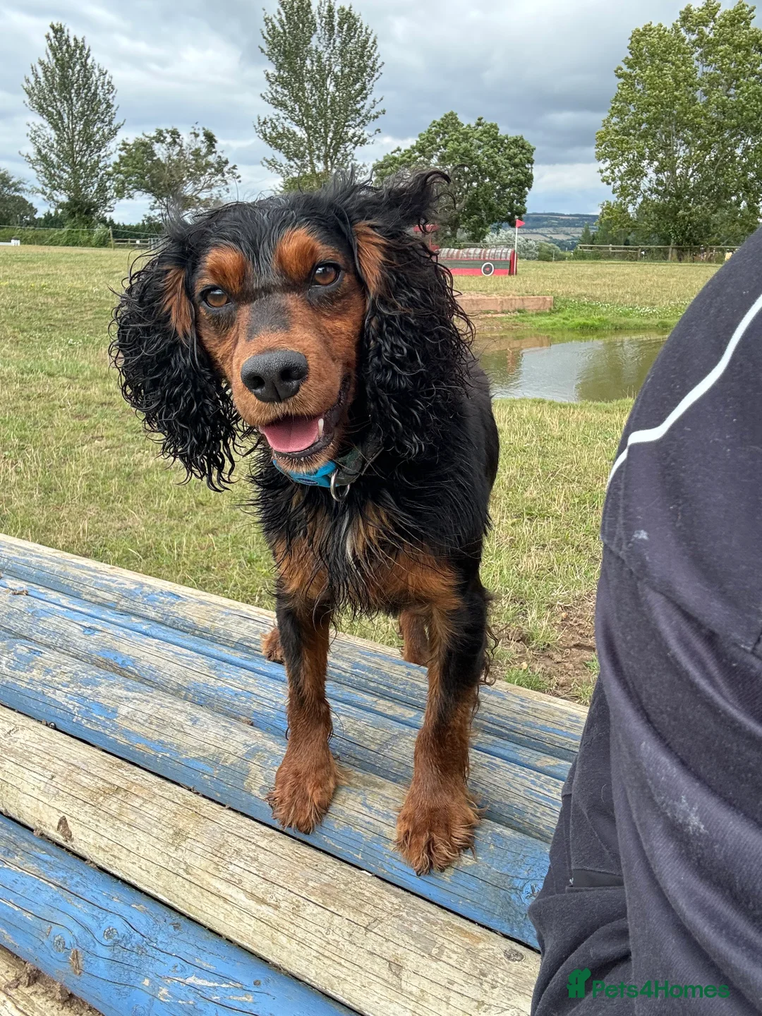 Cocker Spaniel dogs for stud: KC REGISTERED WORKING COCKER SPANIEL STUD - Advert 1