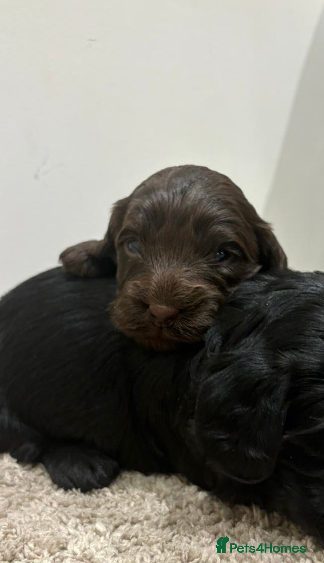 Cockapoo dogs for sale: Stunning cockapoo girls with health tested parents - Advert 3