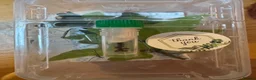 Stick Insects invertebrates for sale: 🌿 Indian Stick Insects - Eggs & Nymphs 🌿  - Advert 3
