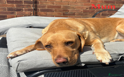 Labrador Retriever dogs for sale: 🐾 Adorable Labrador Puppies - Ready to Reserve 🐾 - Image 4