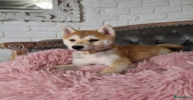 Japanese Shiba Inu dogs - Advert 12
