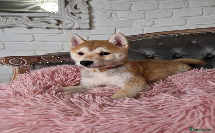 Japanese Shiba Inu dogs - Advert 1