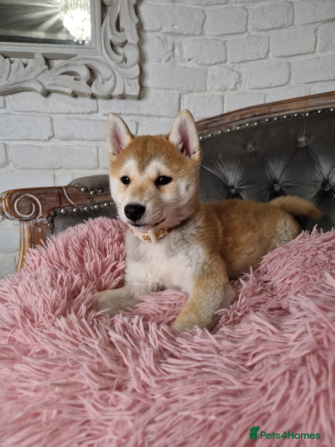 Japanese Shiba Inu dogs for sale: Japanese Shiba Inu Puppy - Image 4
