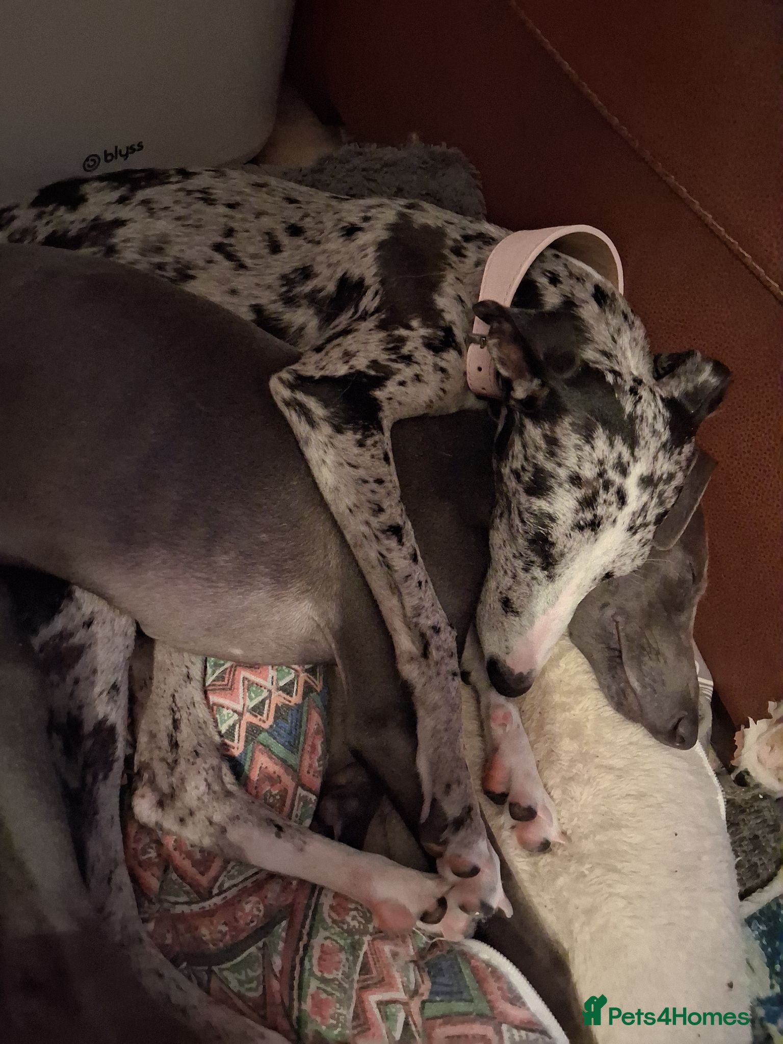 Italian Greyhound dogs 3/4 Italian greyhound 1/4 whippet - Advert 4