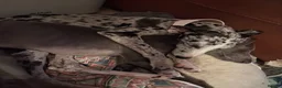 Italian Greyhound dogs for sale: 3/4 Italian greyhound 1/4 whippet - Advert 1