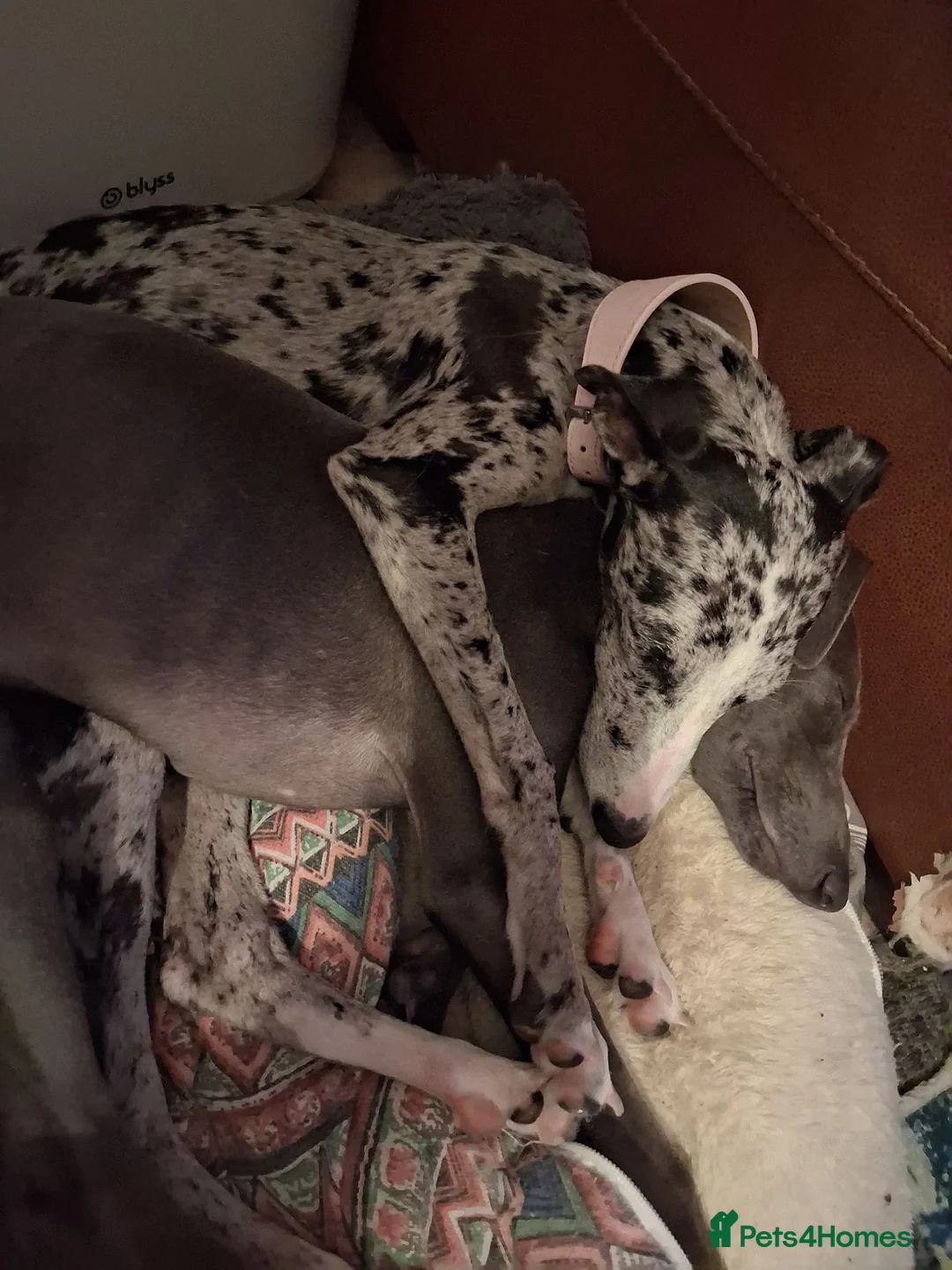 Italian Greyhound dogs for sale: 3/4 Italian greyhound 1/4 whippet - Advert 1