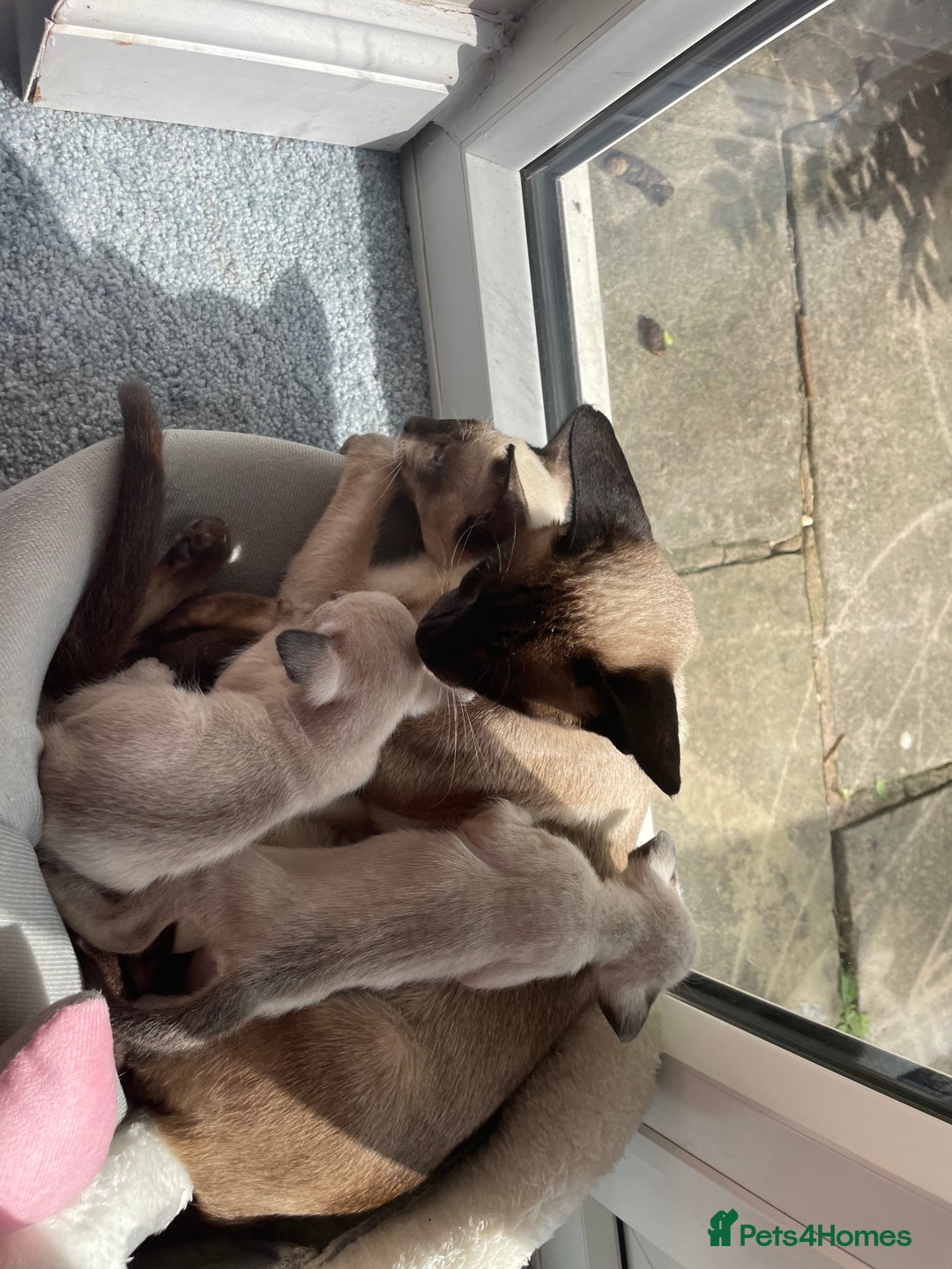 Siamese cats for sale: Seal Point Siamese Kittens  - Image 9