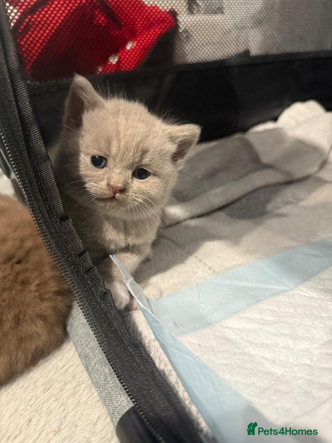 British Shorthair cats for sale: Charming British Shorthair Kittens - Image 18