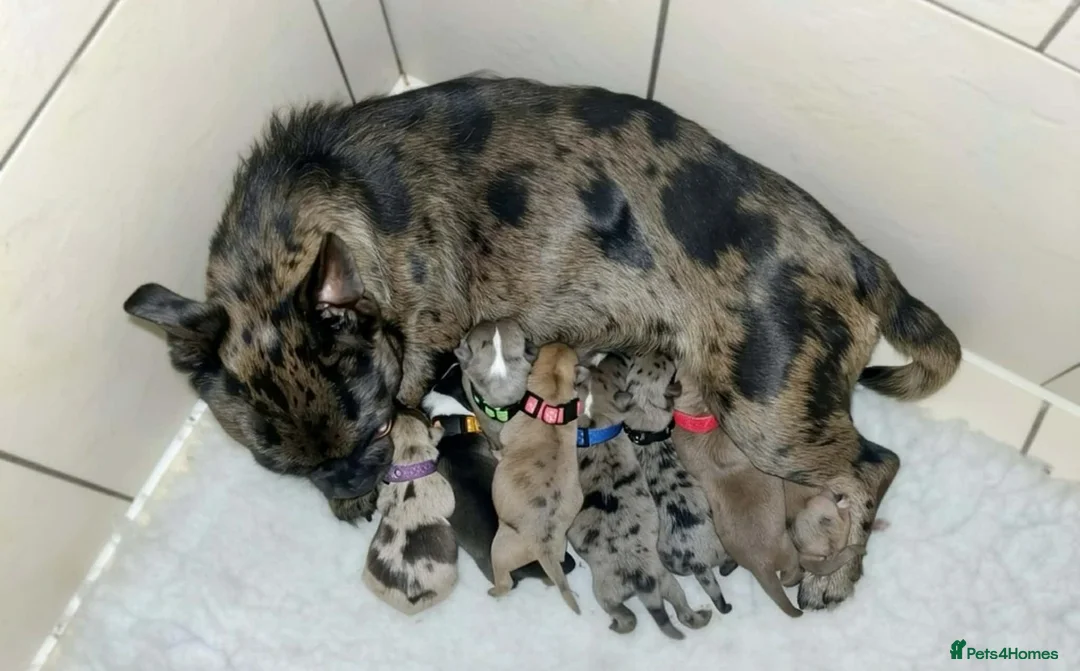 Mixed Breed dogs for sale: French Bull Jack Puppies - Advert 1