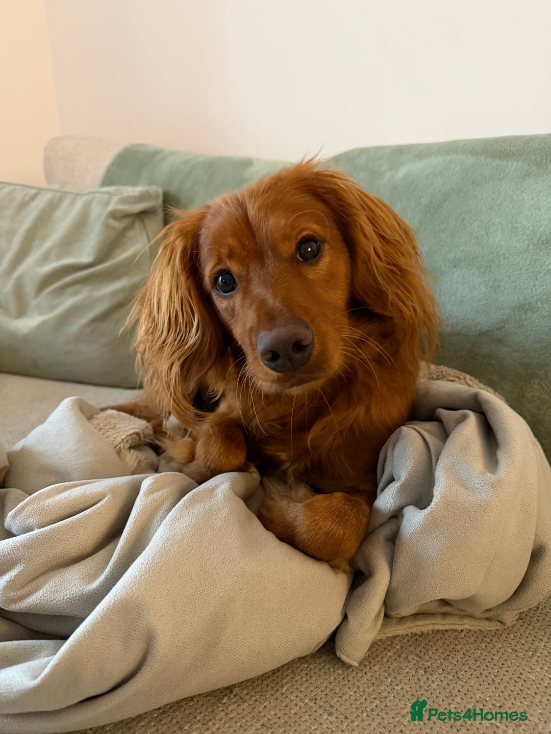 Cavapoo dogs for sale: Cavapoo 1 year old puppy  - Advert 1