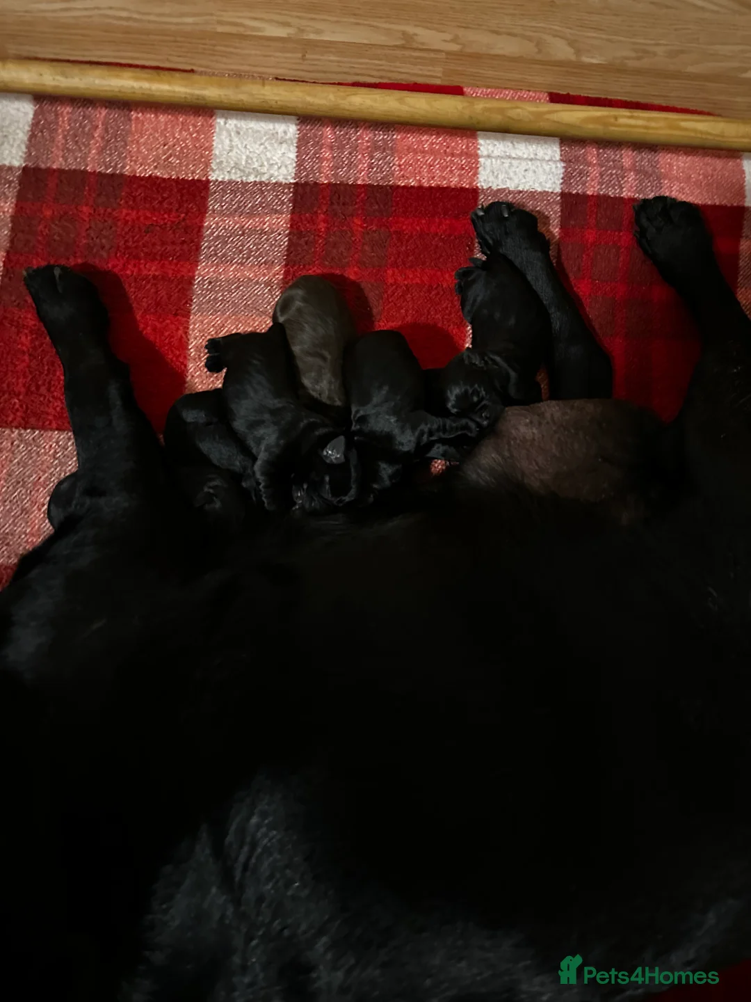 Labrador Retriever dogs for sale: Stunning K.C. Labradors Black & Chocolate  - Advert 2