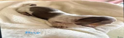 Miniature Dachshund dogs for sale: Piabald miniature dachshund  - Advert 7
