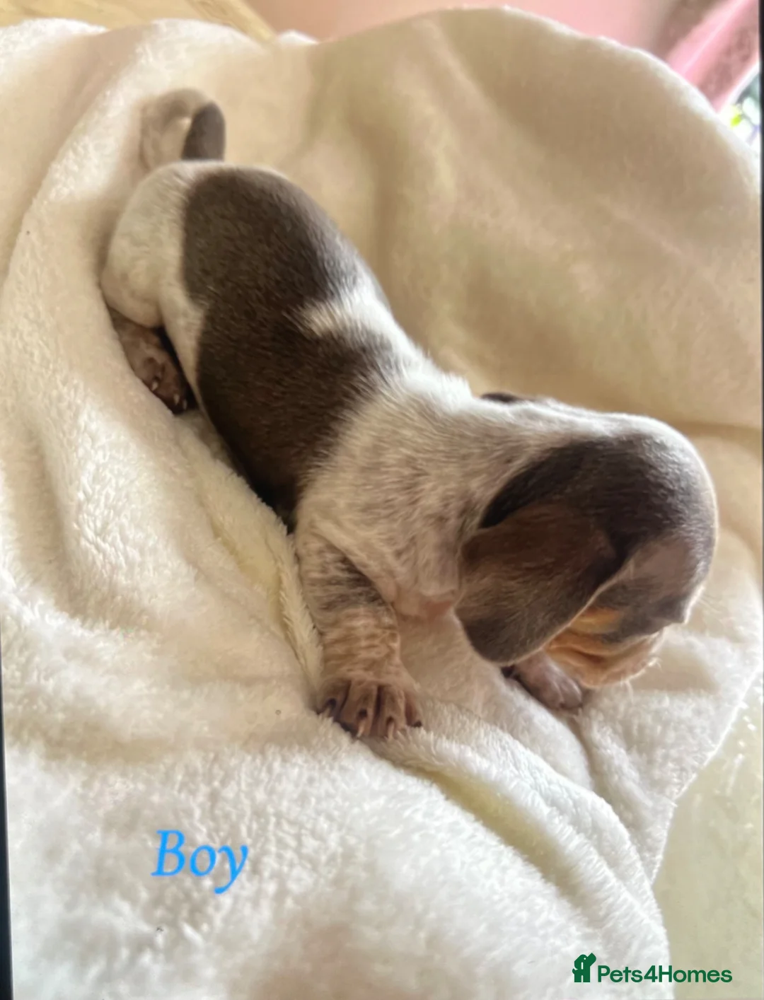 Miniature Dachshund dogs for sale: Piabald miniature dachshund  - Advert 7