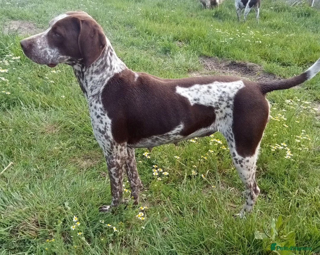 Pointer dogs for sale: Pointer female   - Advert 2
