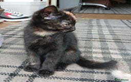 Mixed Breed cats for sale: Beautiful tortershel kitten ready for new address - Image 4