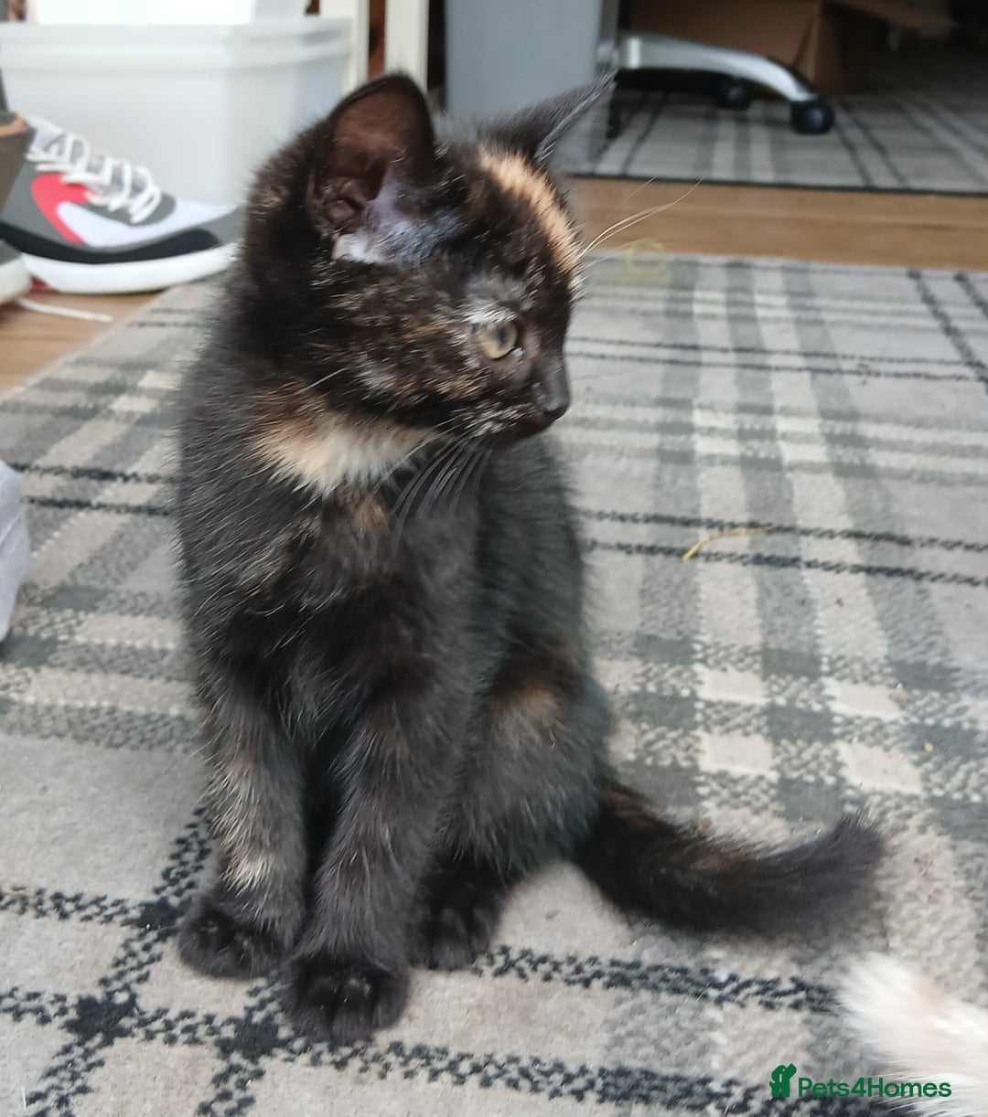Mixed Breed cats for sale: Beautiful tortershel kitten ready for new address - Image 4