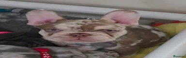 French Bulldog 2