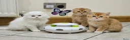 British Shorthair cats for sale: Last-Adorable Kitten Ready For Loving Home ❤️ - Advert 2