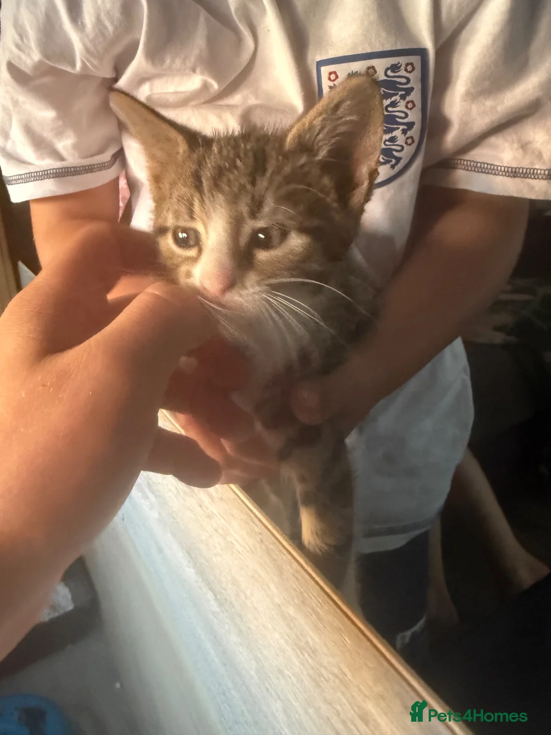 Mixed Breed cats for sale: 8 week old kittens in Immingham - Advert 2