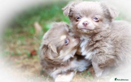 Chihuahua dogs for sale: Lilac chihuahua KC Registered Boys - Image 12