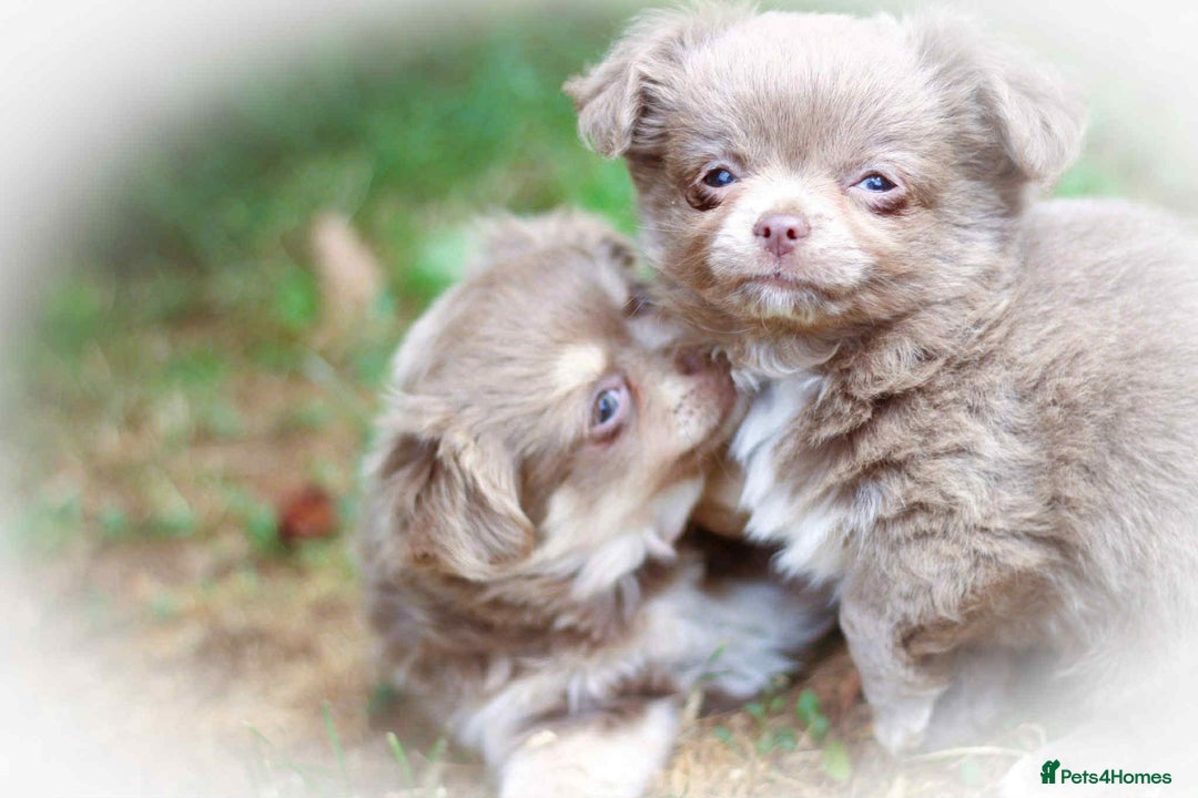 Chihuahua dogs for sale: Lilac chihuahua KC Registered Boys - Image 12