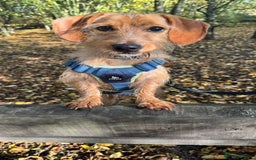 Dachshund dogs for adoption: Cheeky pup, Toby is in Romford, Essex - Image 2