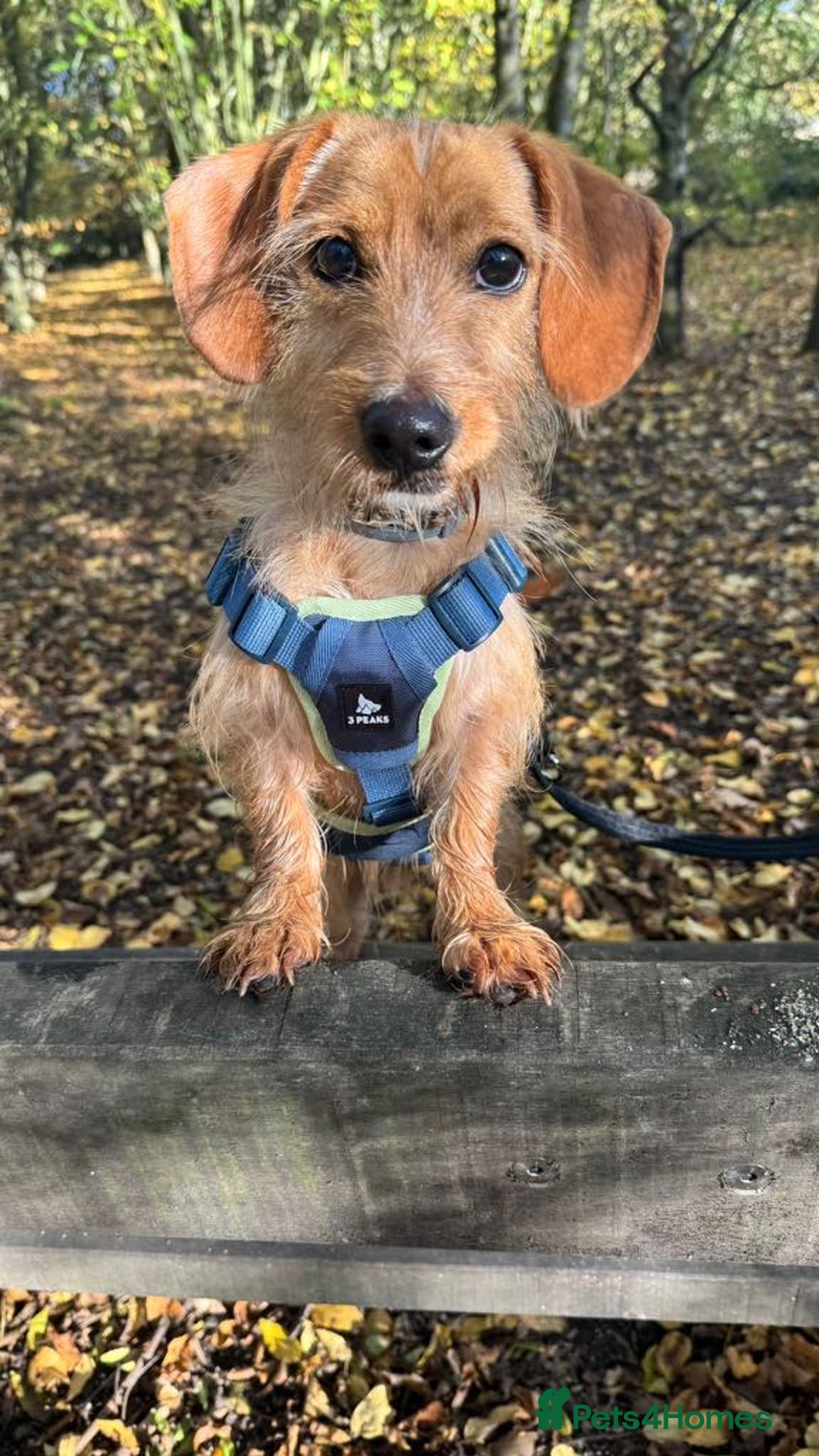 Dachshund dogs for adoption: Cheeky pup, Toby is in Romford, Essex - Image 2