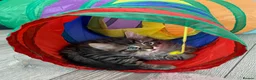British Longhair cats for sale: 4 adorable kittens - Advert 16