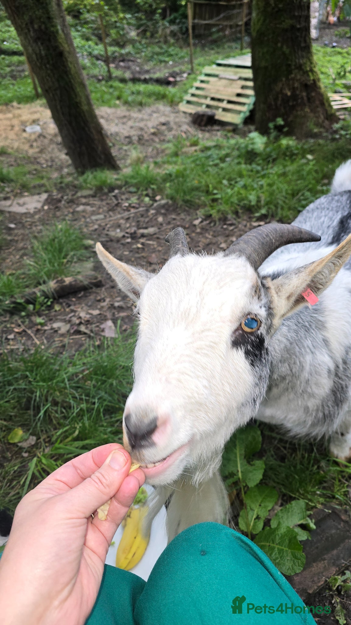 Goats livestock Bert the Pygmy wether - Advert 1