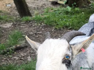Goats livestock Bert the Pygmy wether - Advert 1
