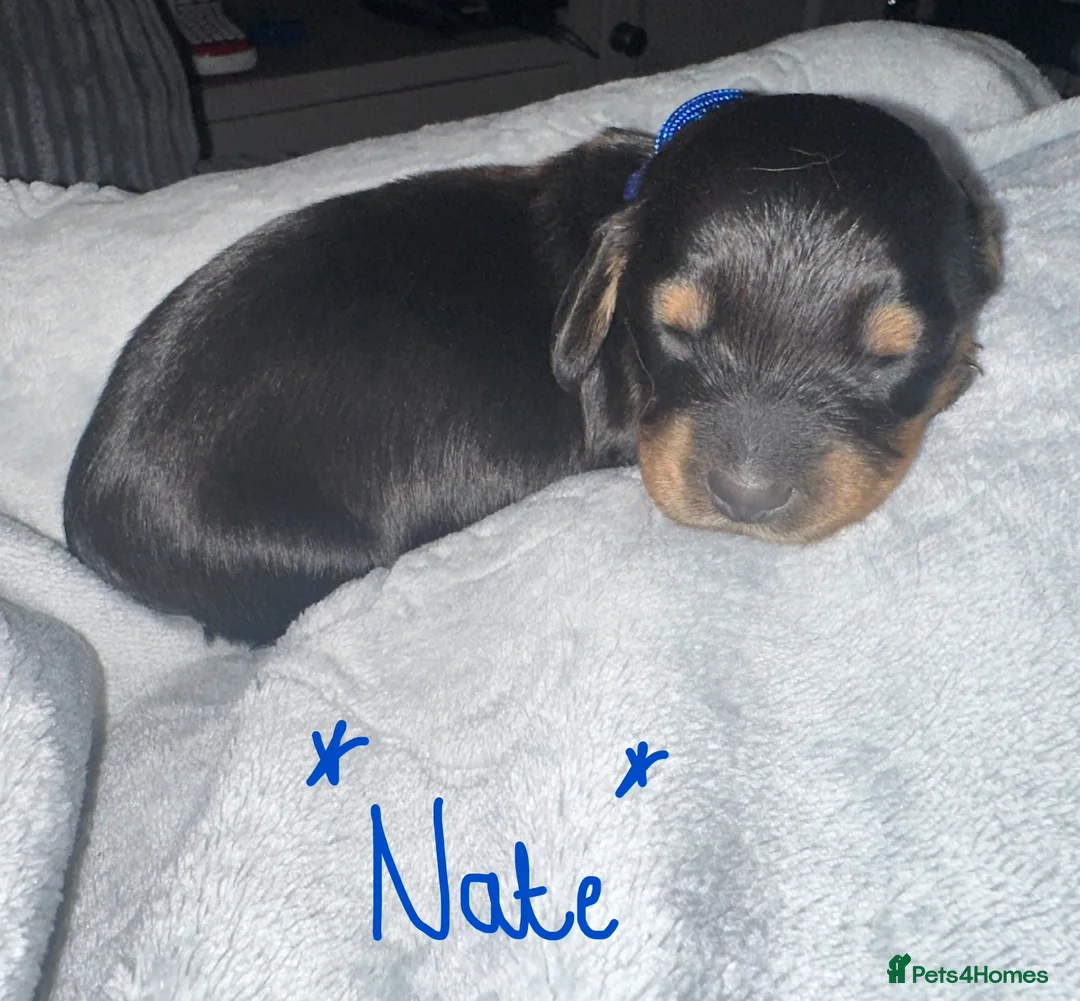 Miniature Dachshund dogs for sale: Long haired miniature dachshunds - Advert 8