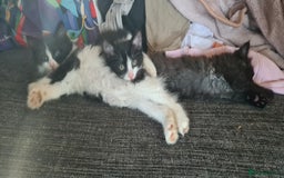 Maine Coon cats for sale: Beautiful Bonded Sisters - Image 30