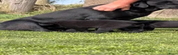 Labrador Retriever dogs for sale: Labrador Beauties in Annan - Advert 6