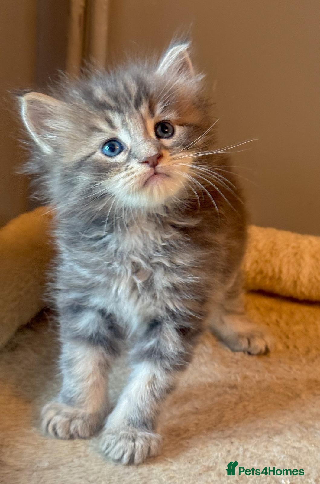 Maine Coon cats Adorable full breed Mainecoon boys ready 28th sep - Advert 18