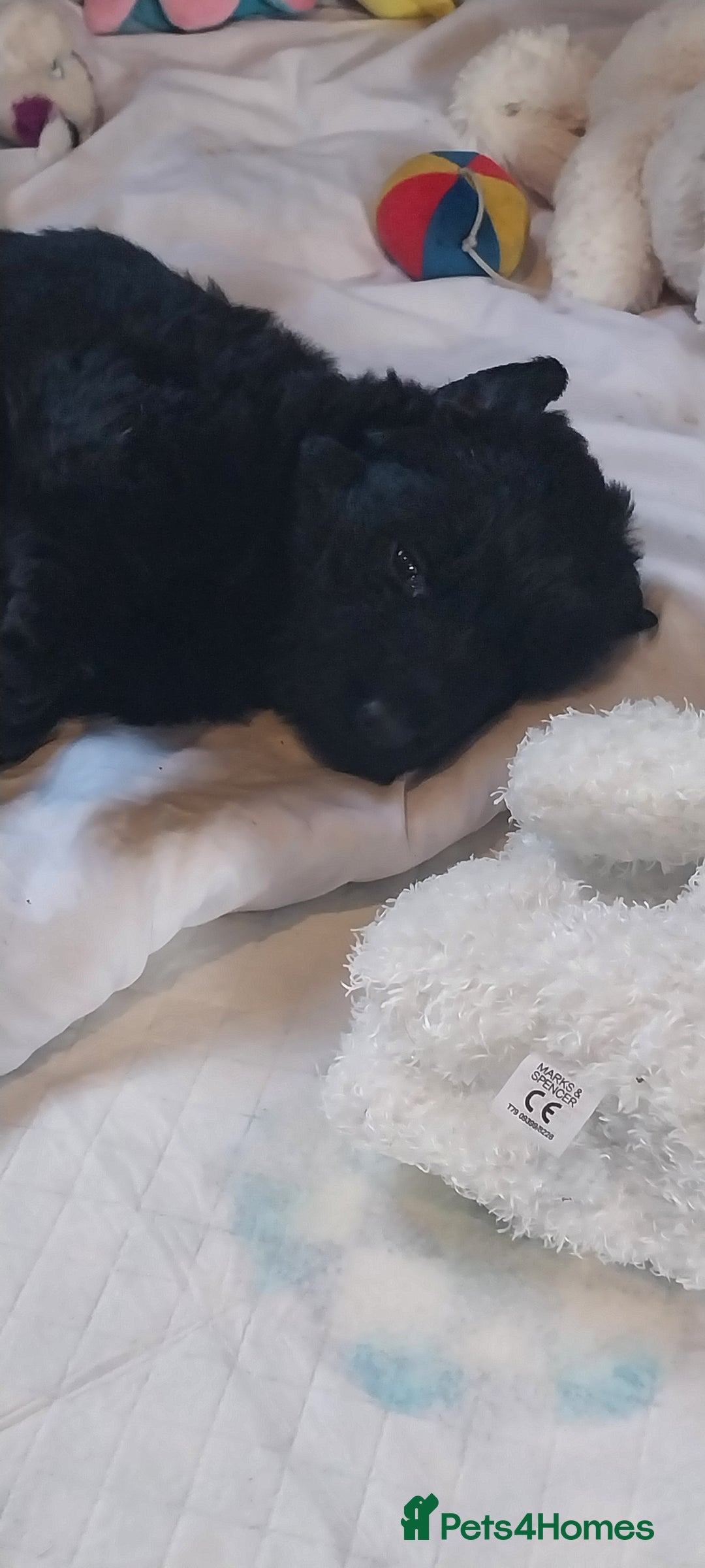 German Shepherd dogs for sale: 2 boy german shepherd puppy's  - Advert 12