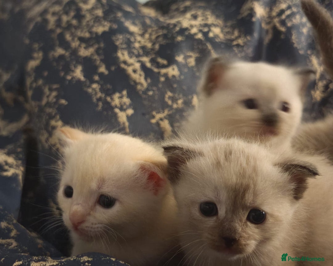 Tonkinese cats for sale: Gorgeous Tonkdoll kittens  - Advert 26