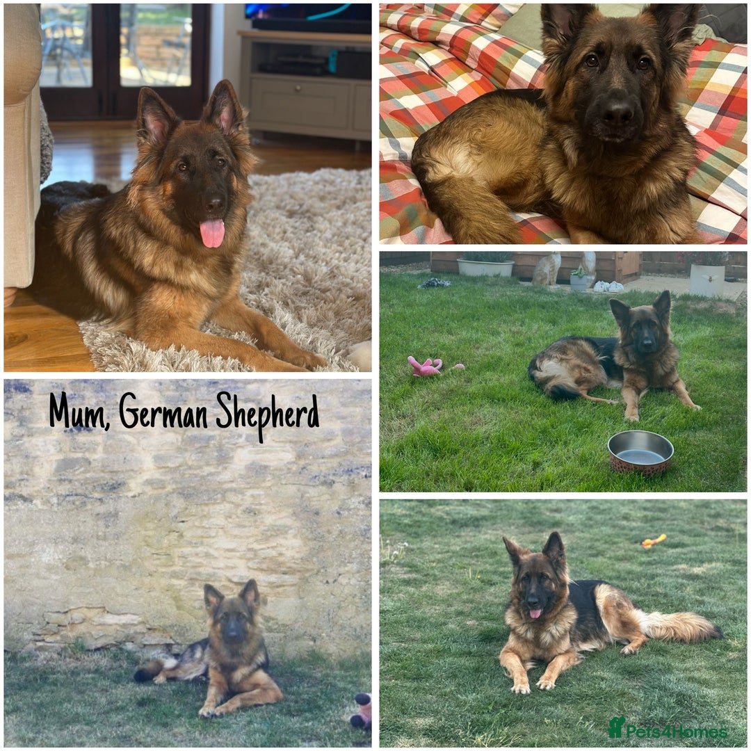 Mixed Breed dogs for sale: Golden Shepherd Puppies - Advert 3