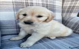 Golden Retriever dogs for sale: QUALITY GOLDEN RETREIVER PUPPIES - Image 6