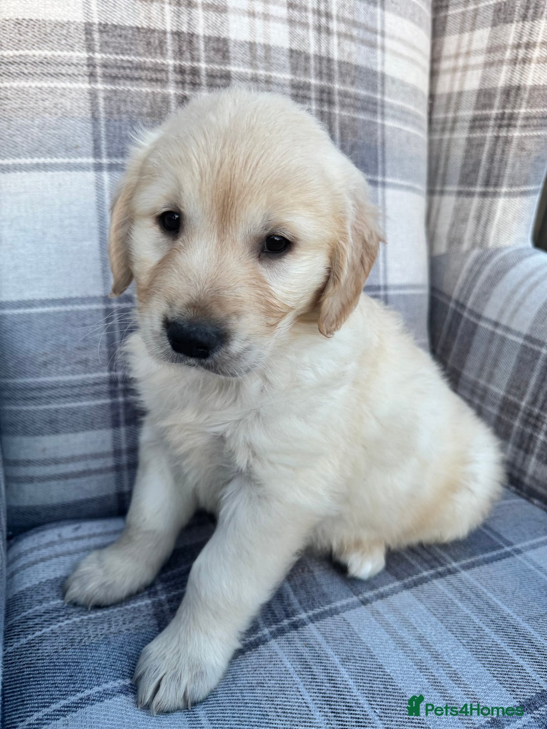 Golden Retriever dogs for sale: QUALITY GOLDEN RETREIVER PUPPIES - Image 6
