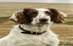 English Springer Spaniel dogs for sale: English Springer Spaniel Pups  - Image 22