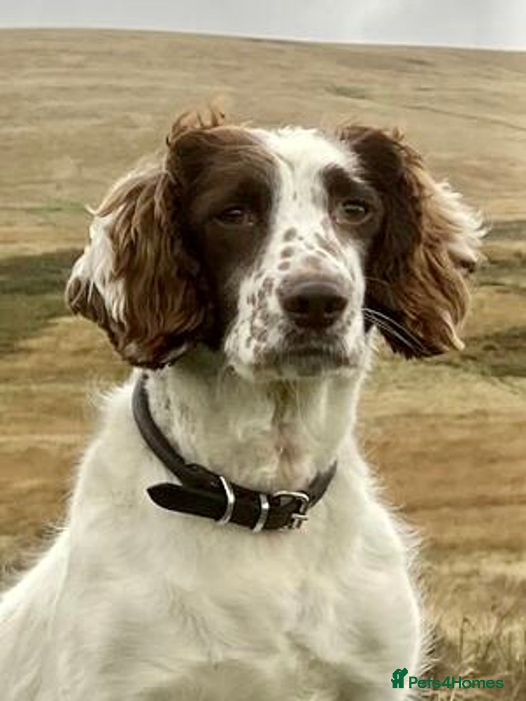 English Springer Spaniel dogs for sale: English Springer Spaniel Pups  - Image 22